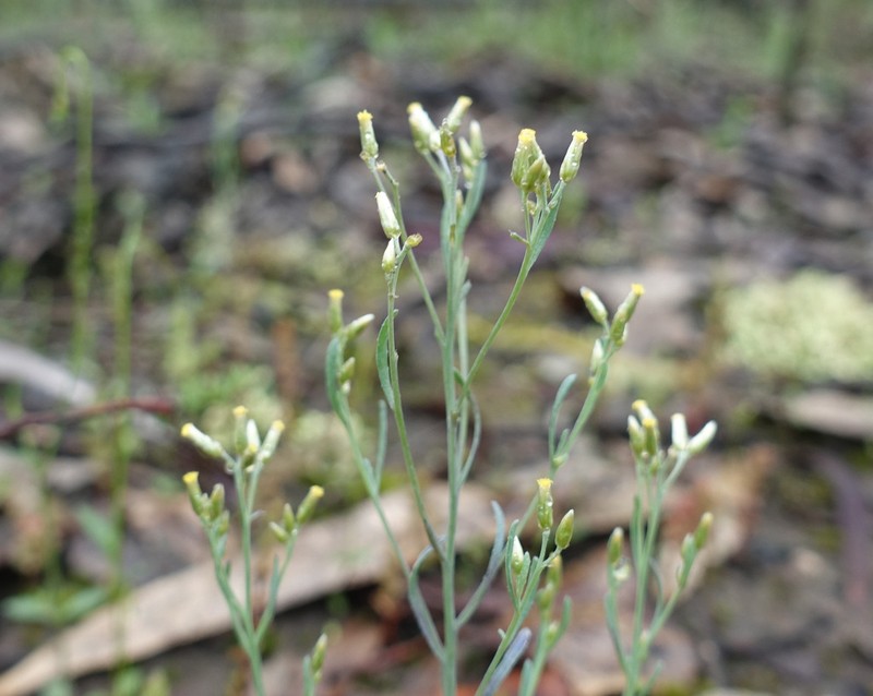 Rhodanthe laevis photo 4