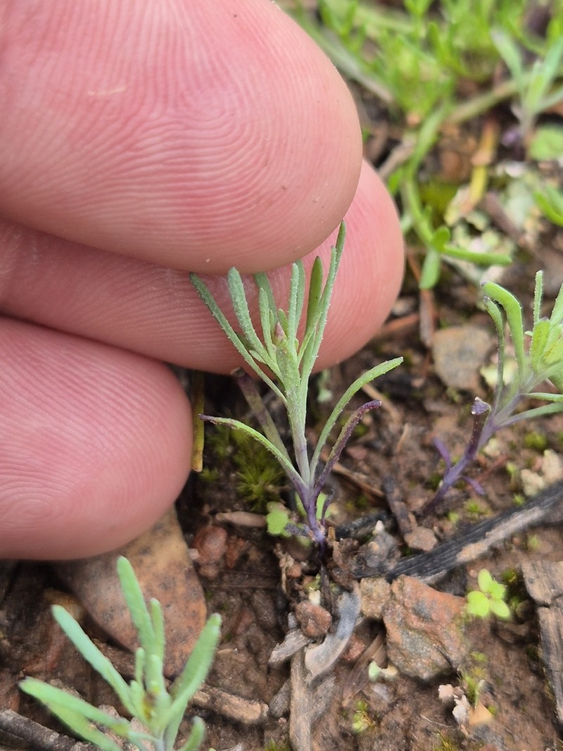 Rhodanthe laevis photo 5