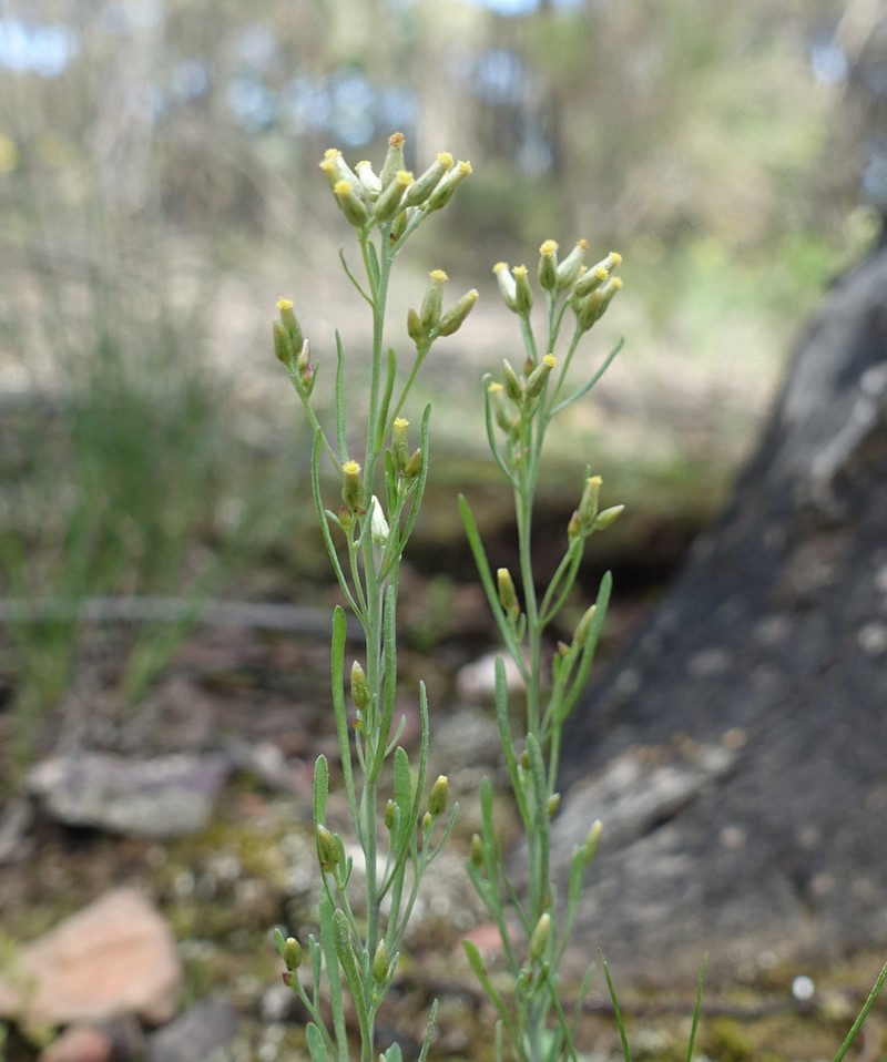 Rhodanthe laevis photo 6