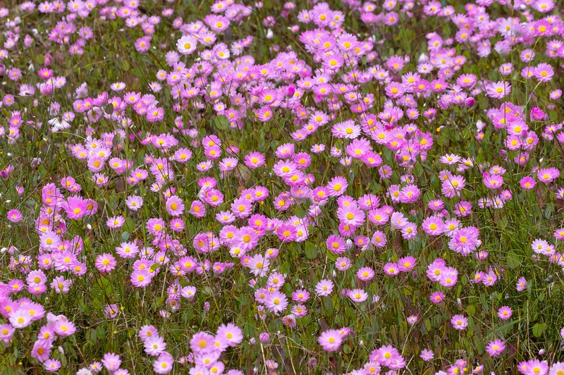 Rhodanthe manglesii
