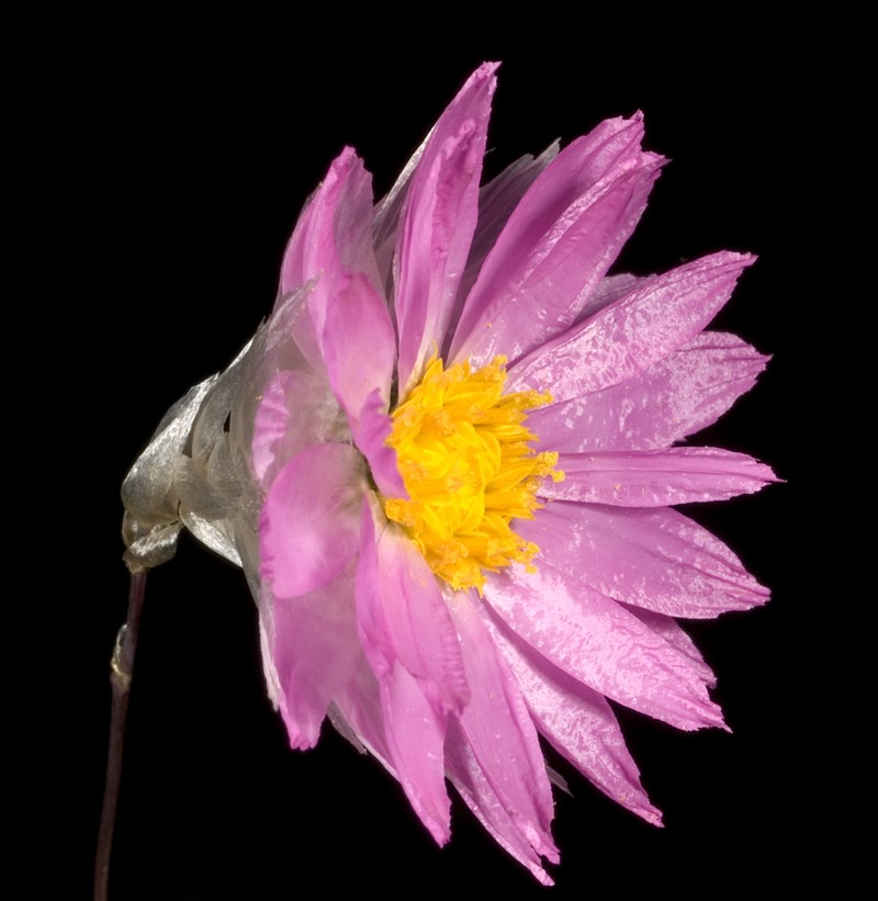 Rhodanthe manglesii photo 2