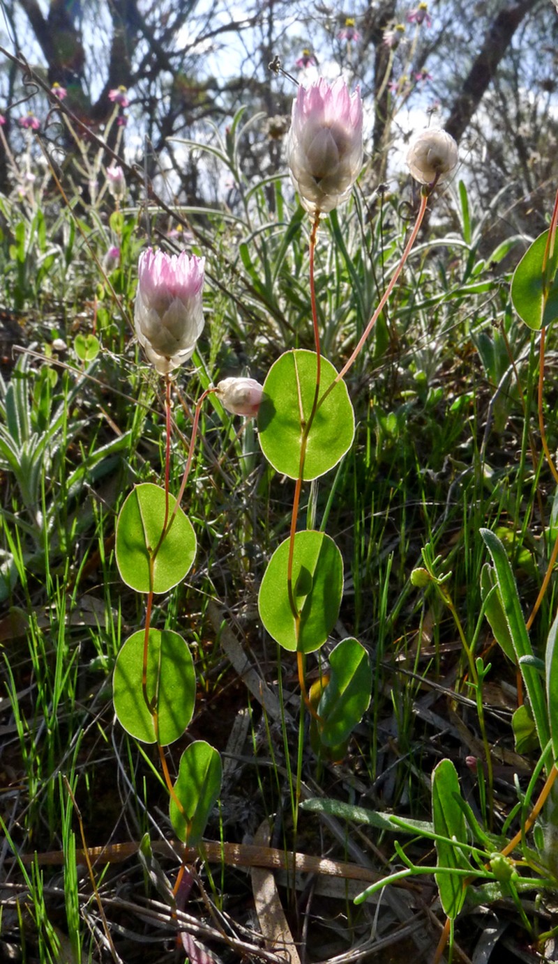 Rhodanthe manglesii photo 3