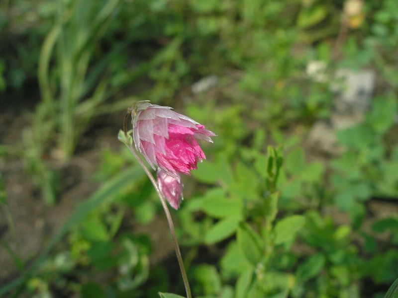 Rhodanthe manglesii photo 5