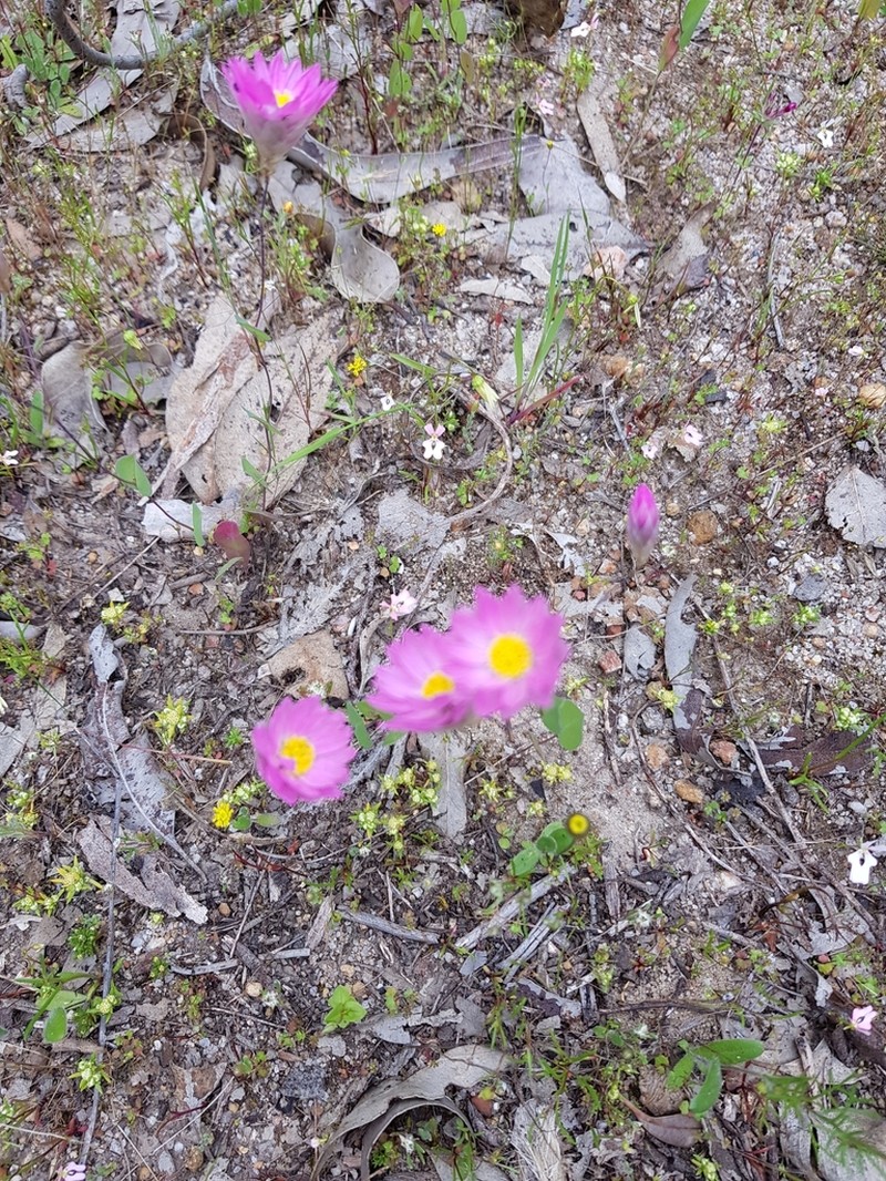 Rhodanthe manglesii photo 6