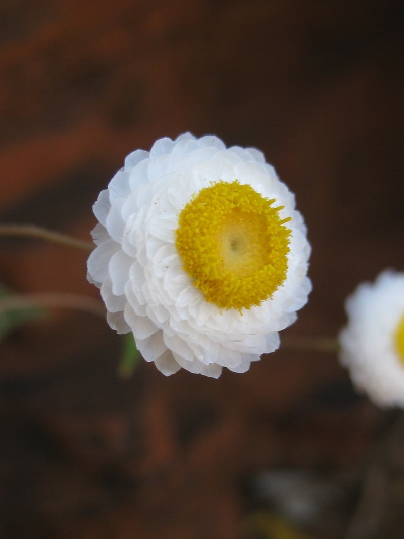 Rhodanthe margarethae
