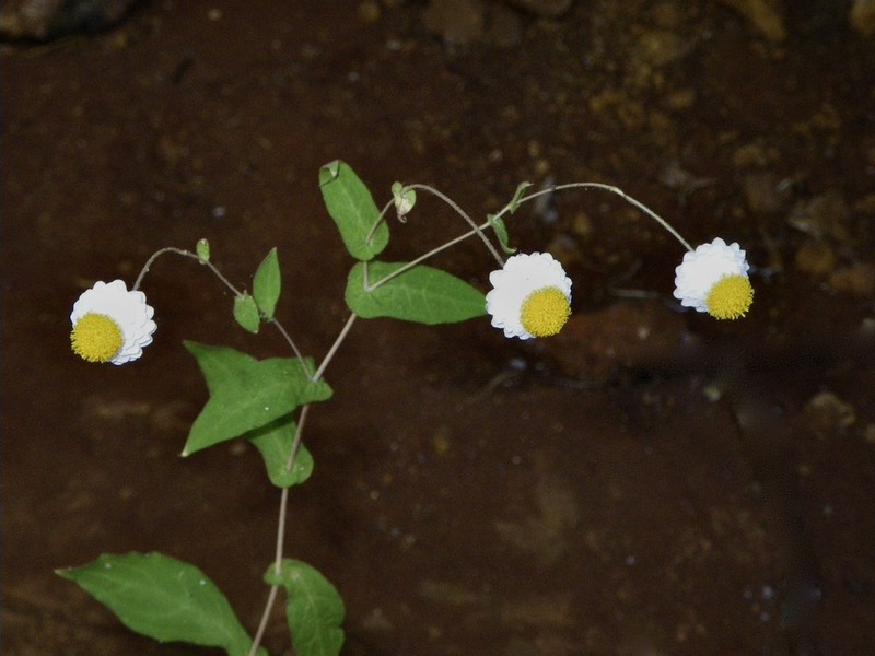 Rhodanthe margarethae photo 6