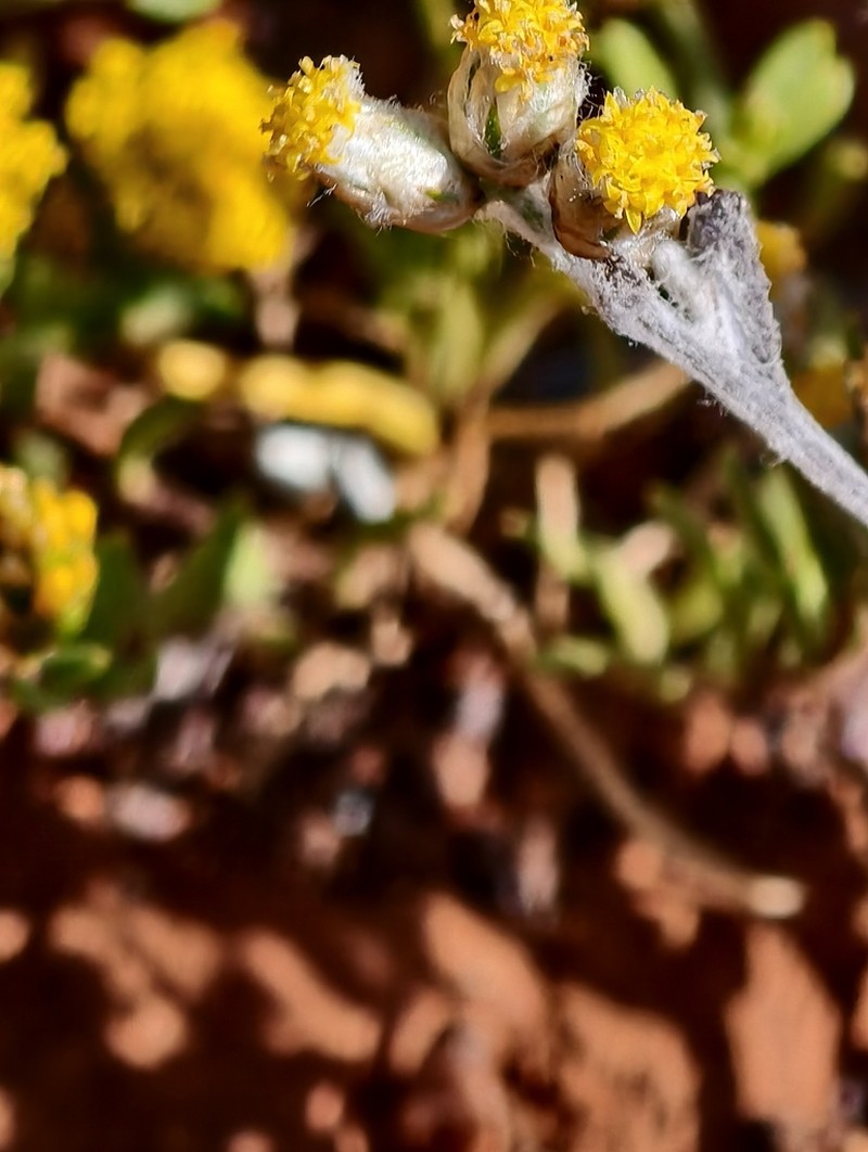 Rhodanthe maryonii photo 2