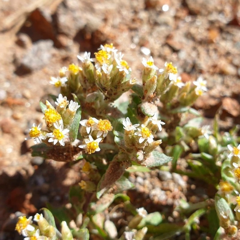 Rhodanthe microglossa