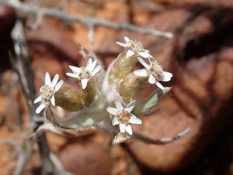 Rhodanthe microglossa photo 2