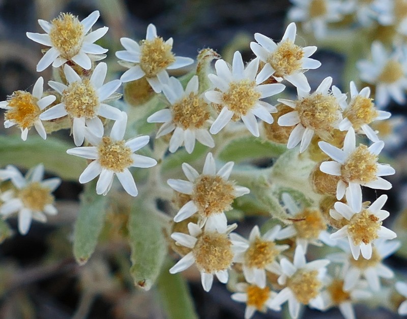 Rhodanthe microglossa photo 3
