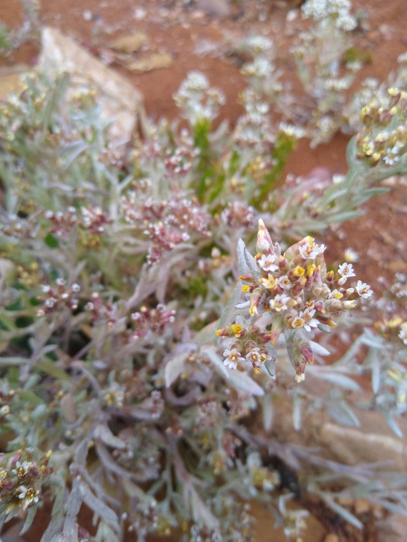 Rhodanthe microglossa photo 5
