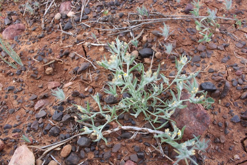 Rhodanthe microglossa photo 6