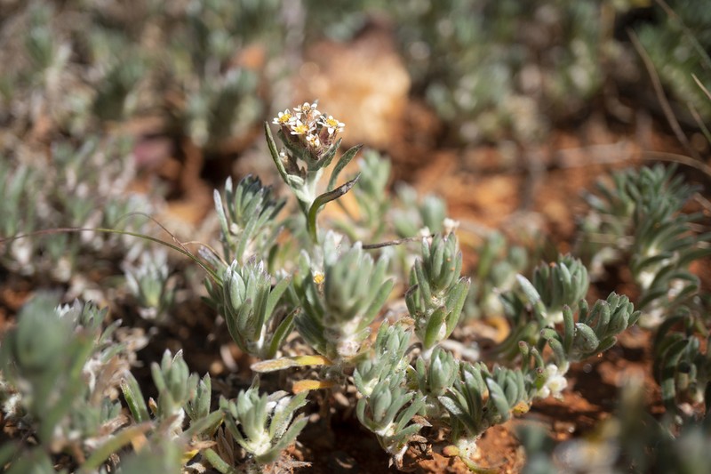Rhodanthe microglossa photo 7