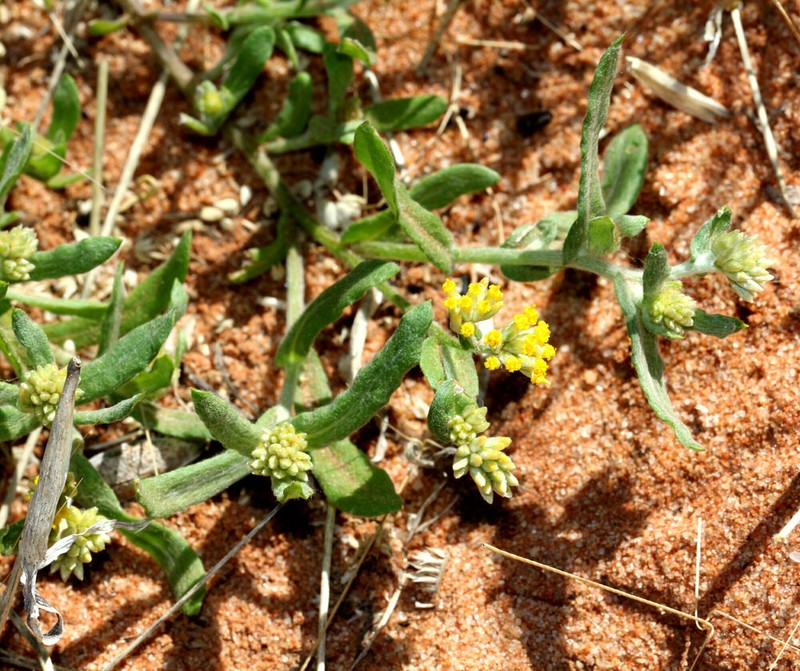 Rhodanthe moschata
