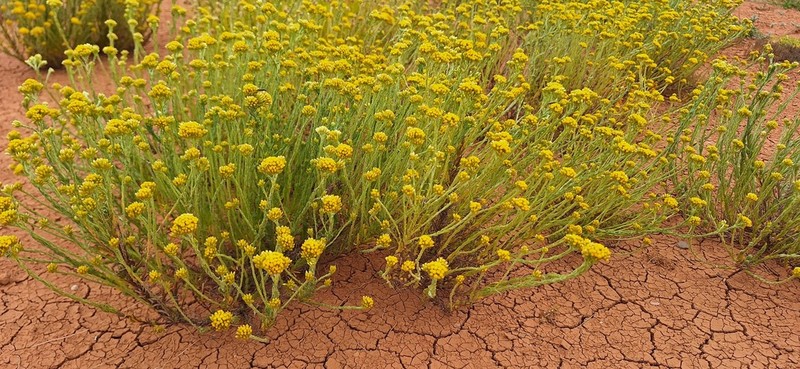 Rhodanthe nullarborensis