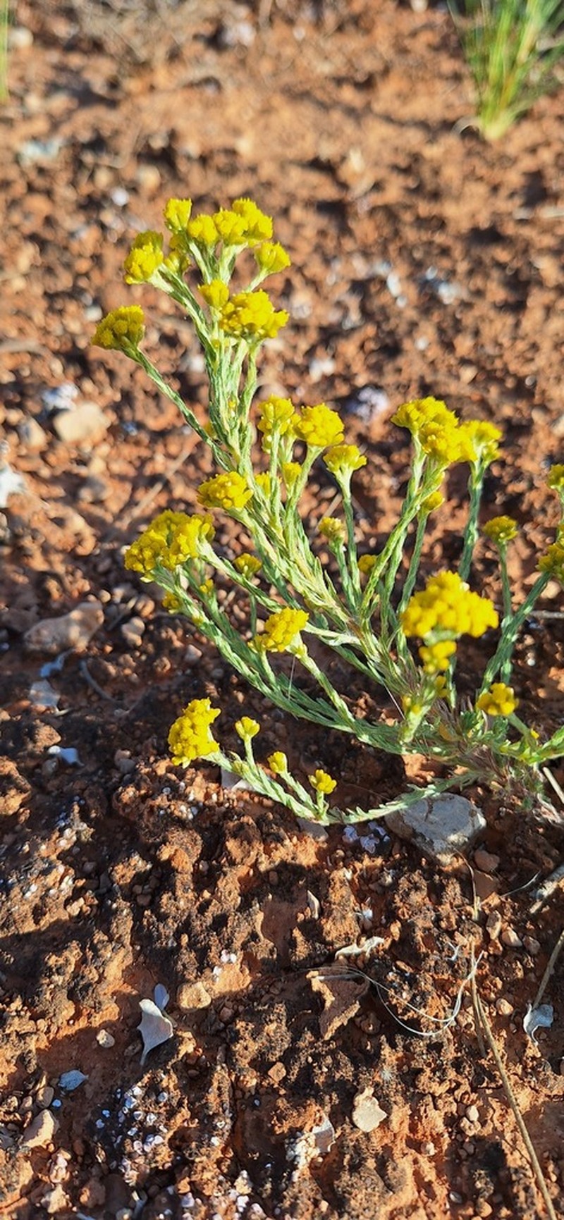 Rhodanthe nullarborensis photo 2