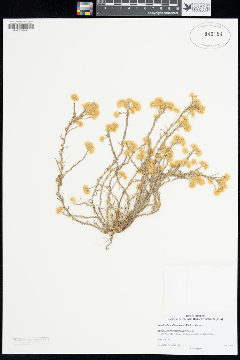 Rhodanthe nullarborensis photo 4