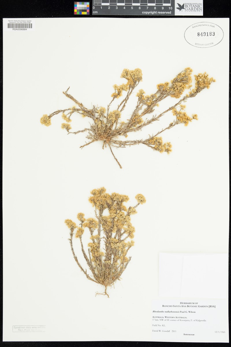 Rhodanthe nullarborensis photo 5