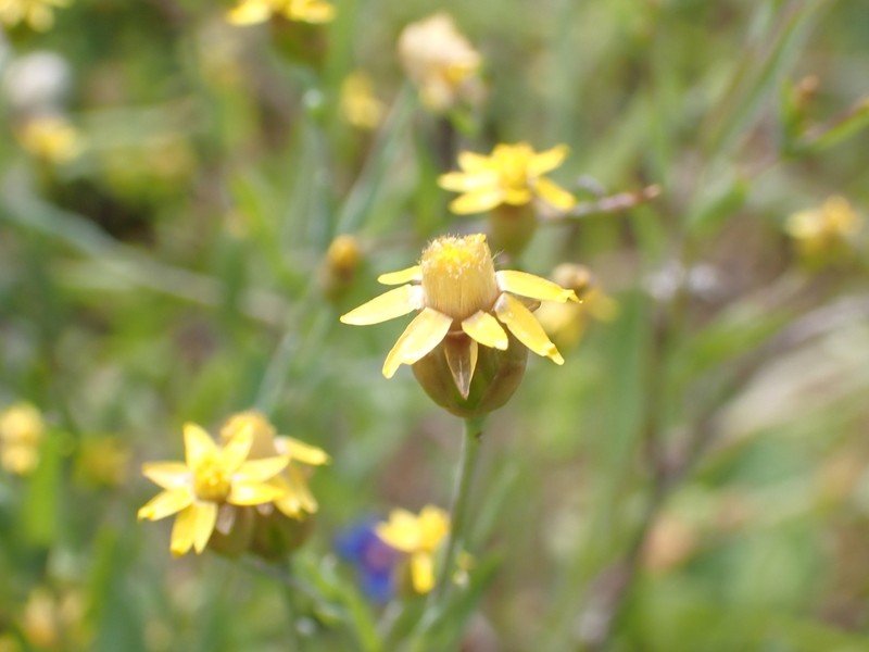 Rhodanthe oppositifolia