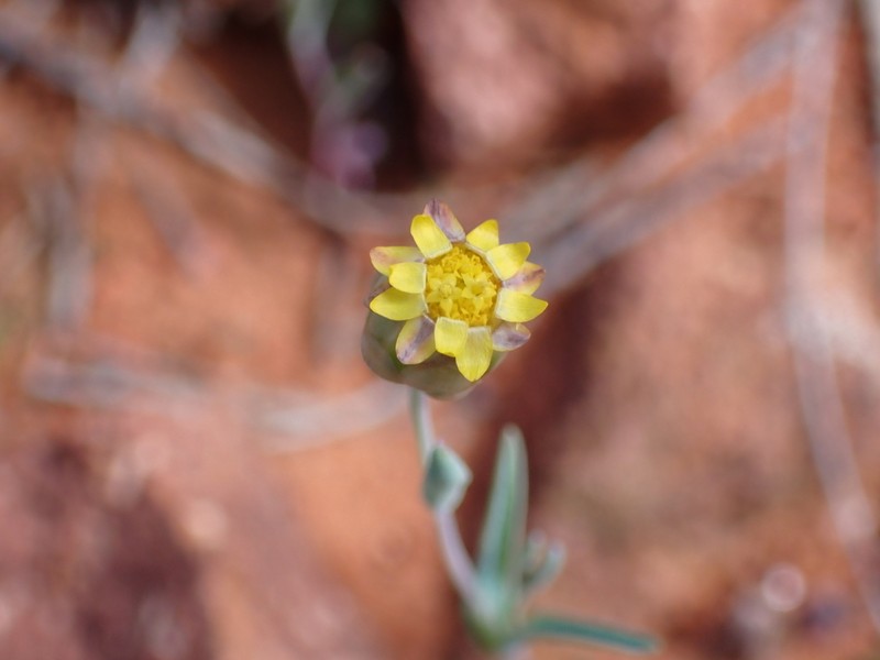 Rhodanthe oppositifolia photo 2