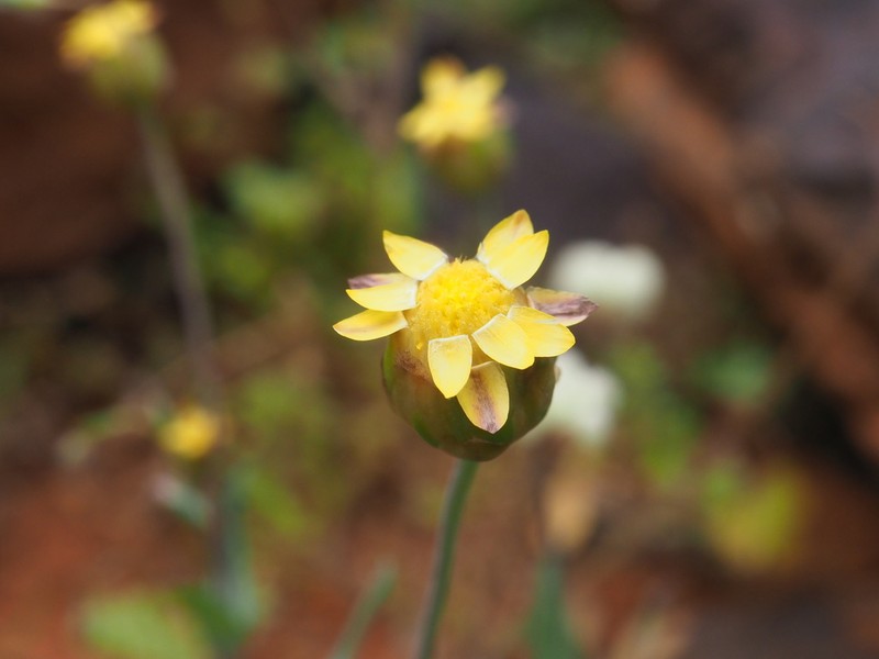 Rhodanthe oppositifolia photo 3