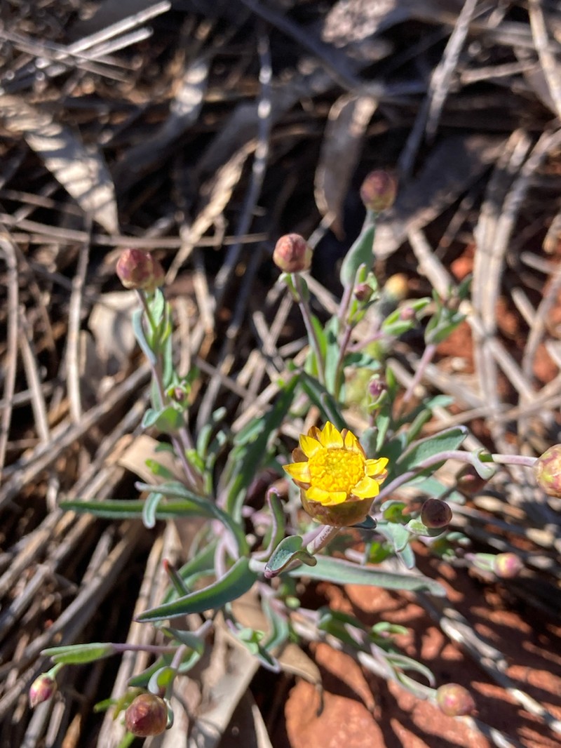 Rhodanthe oppositifolia photo 4