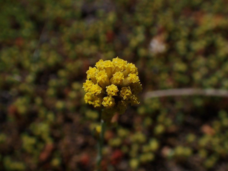 Rhodanthe polycephala