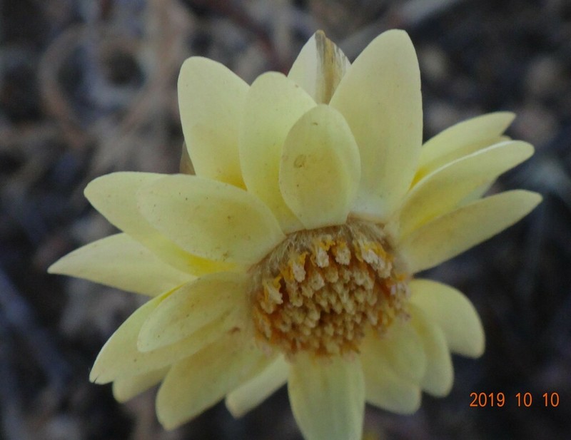 Rhodanthe polygalifolia