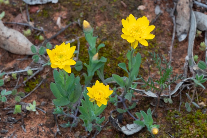 Rhodanthe polygalifolia photo 2