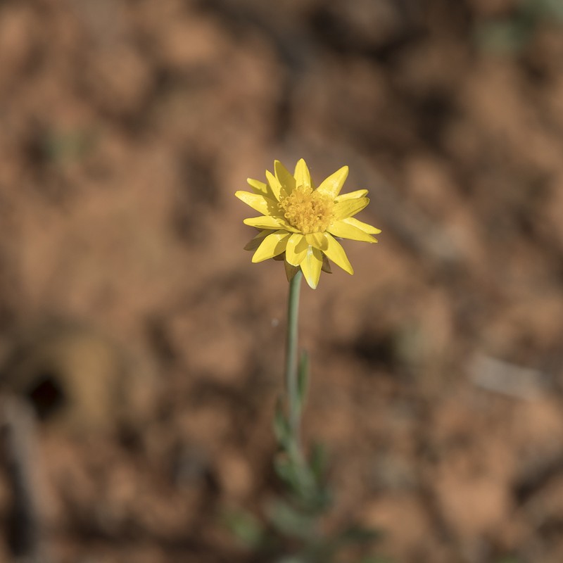 Rhodanthe polygalifolia photo 4