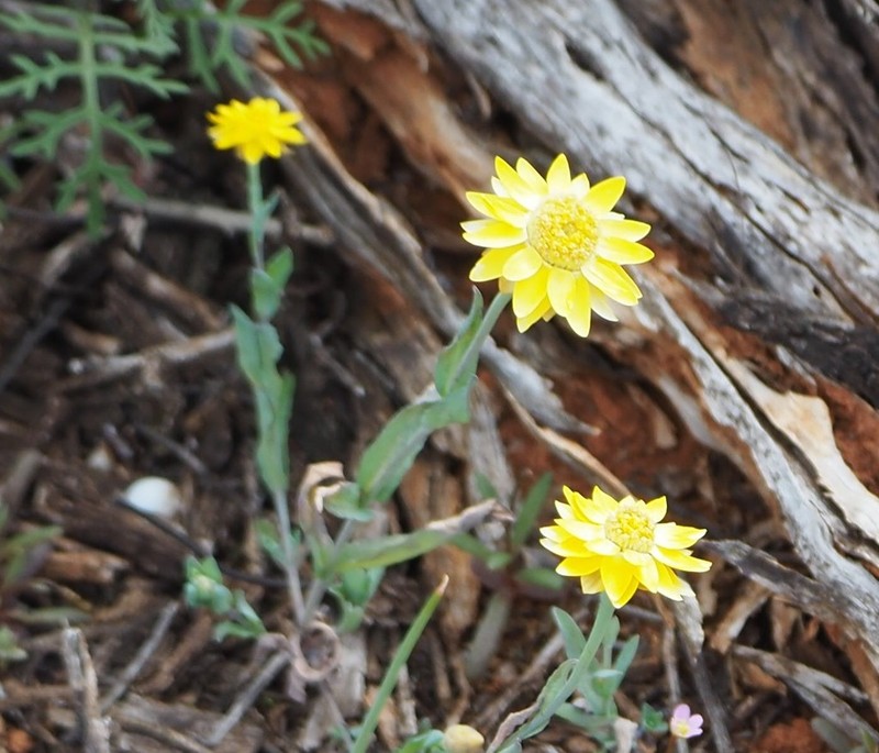 Rhodanthe polygalifolia photo 5