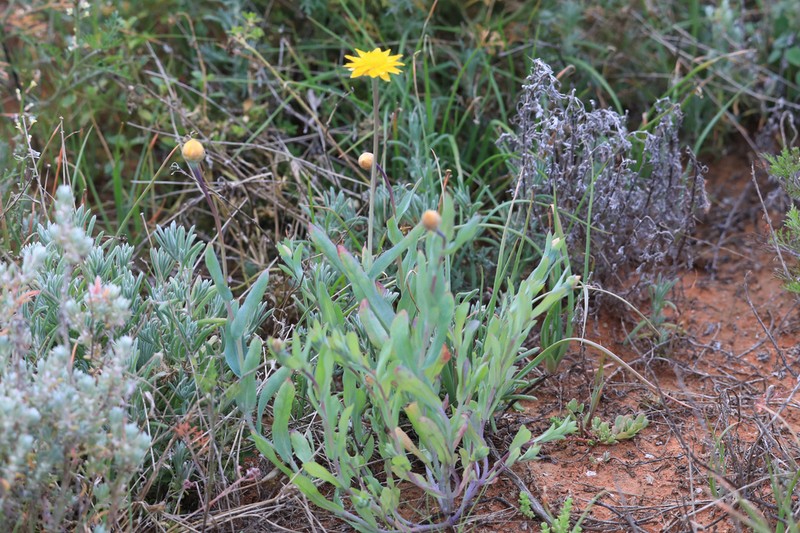Rhodanthe polygalifolia photo 6