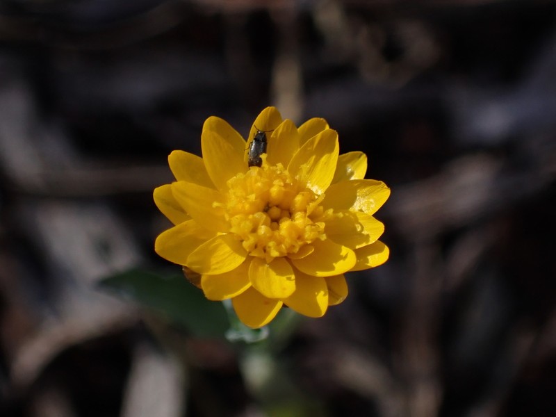 Rhodanthe polygalifolia photo 8