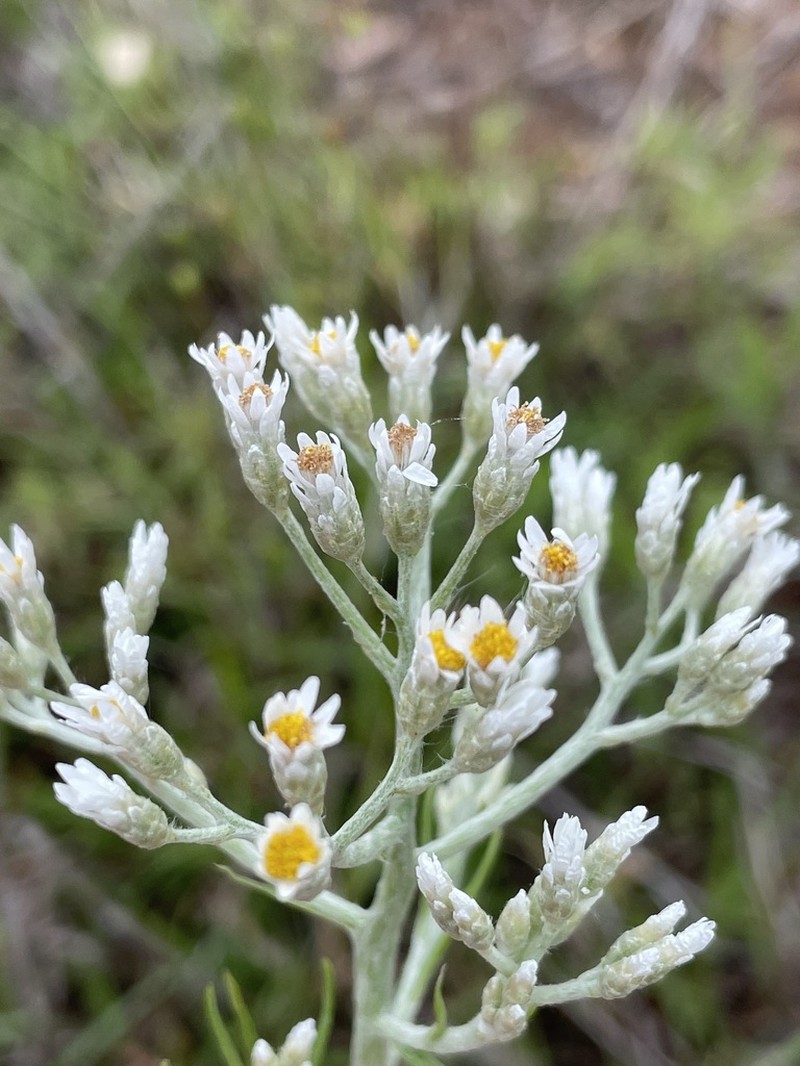 Rhodanthe polyphylla photo 3