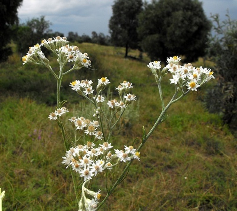 Rhodanthe polyphylla photo 4