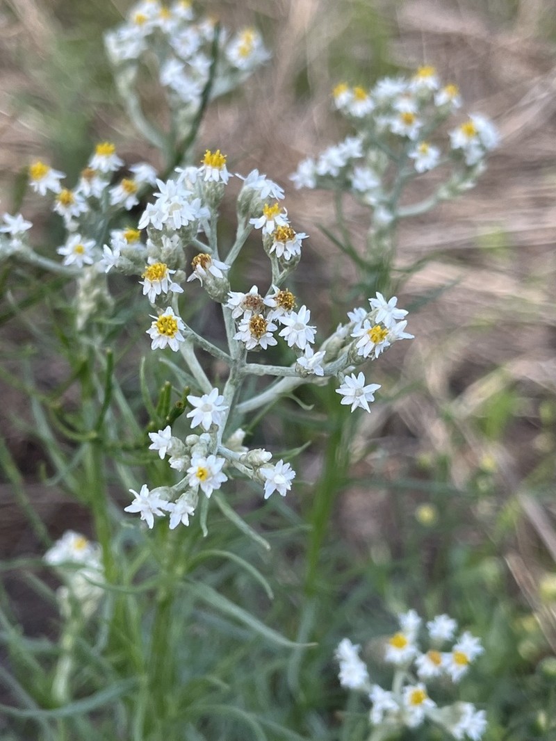 Rhodanthe polyphylla photo 5
