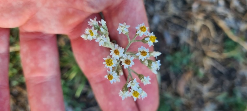 Rhodanthe polyphylla photo 8
