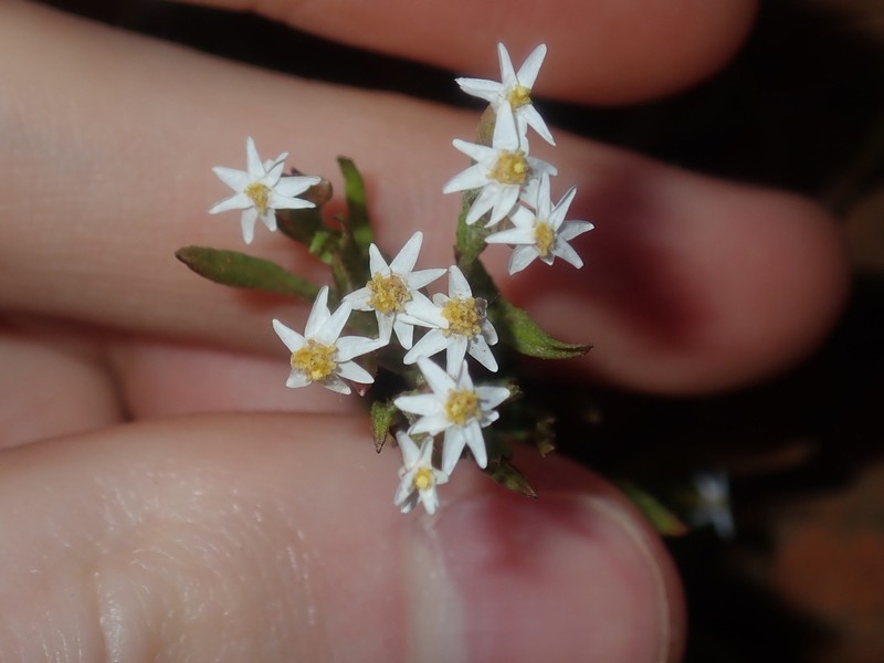 Rhodanthe propinqua