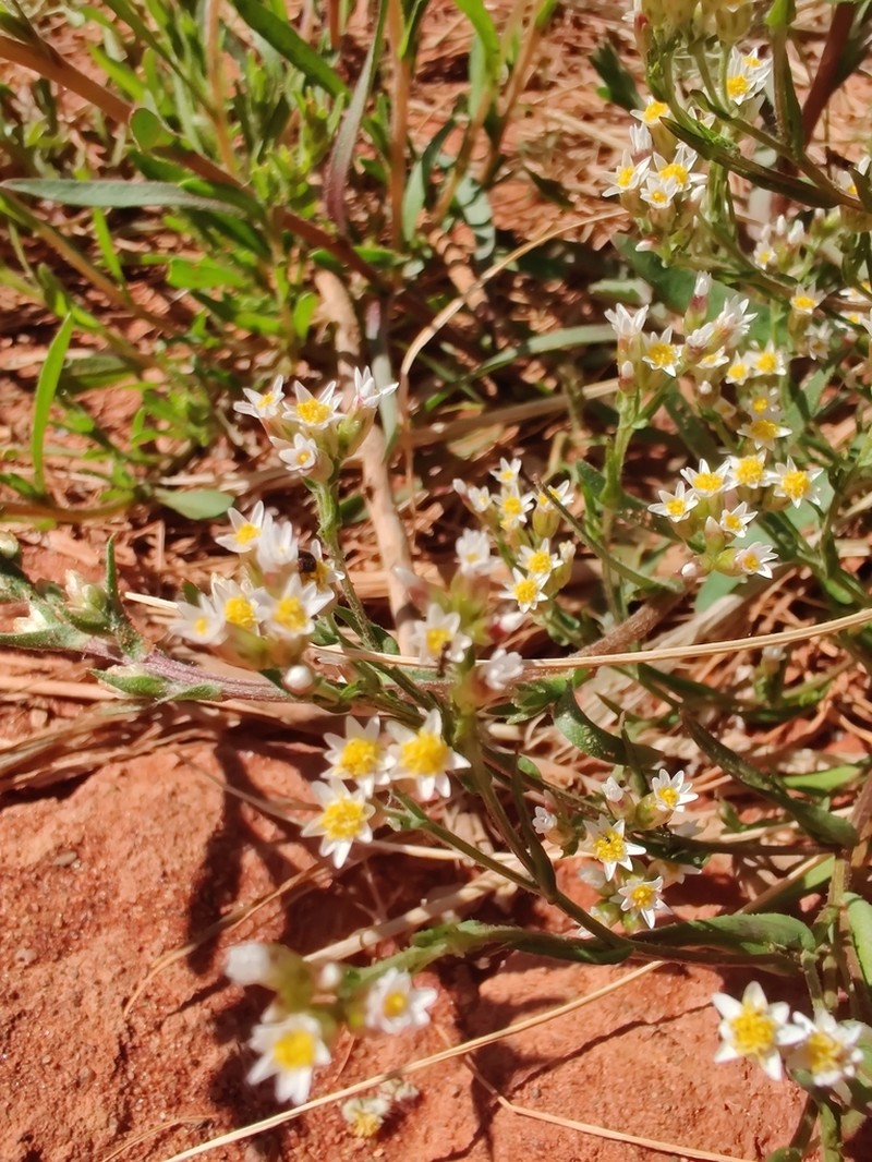 Rhodanthe propinqua photo 3