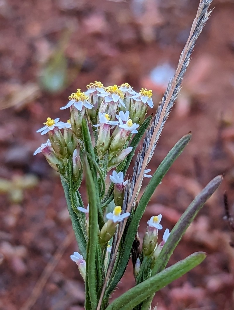 Rhodanthe propinqua photo 4