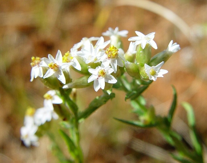 Rhodanthe propinqua photo 5