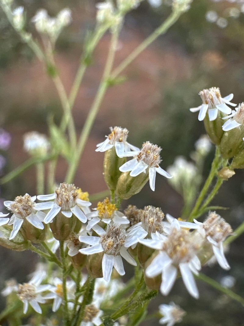 Rhodanthe propinqua photo 6