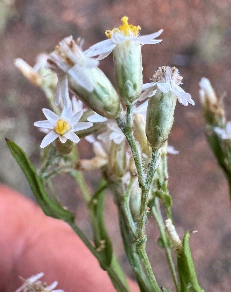 Rhodanthe propinqua photo 7