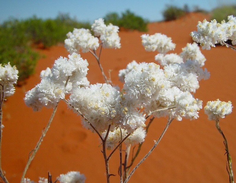 Rhodanthe psammophila