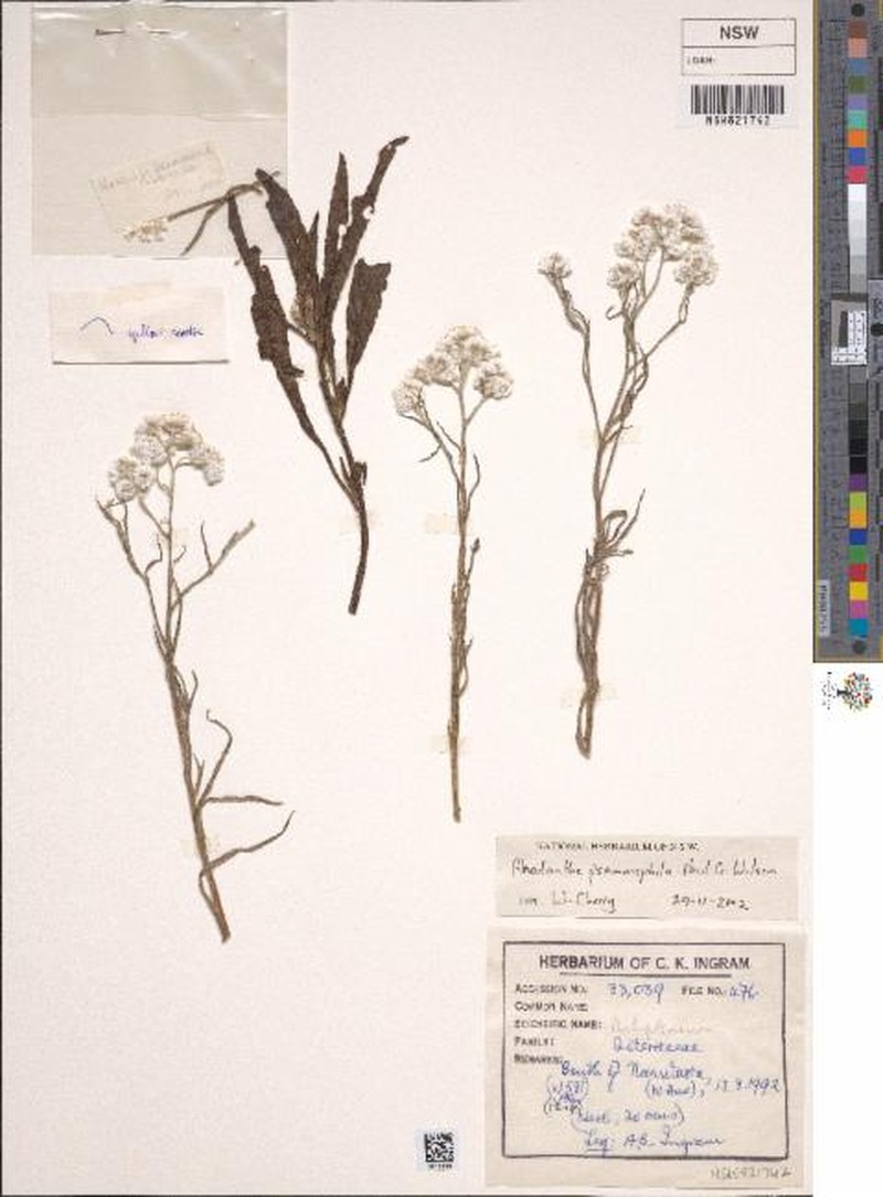Rhodanthe psammophila photo 2