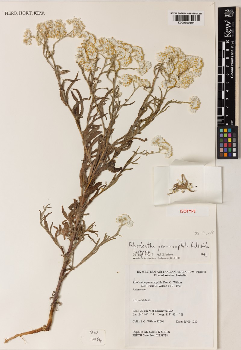 Rhodanthe psammophila photo 3