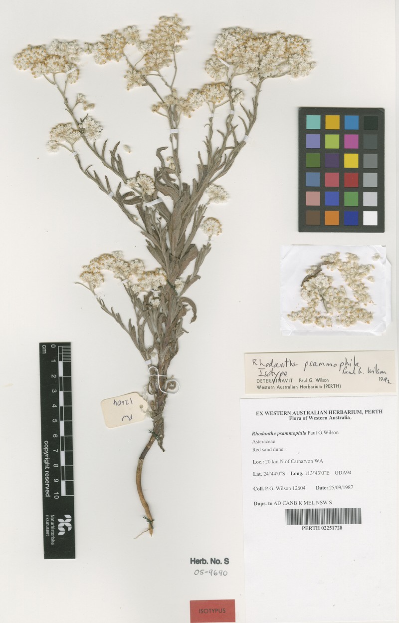 Rhodanthe psammophila photo 4