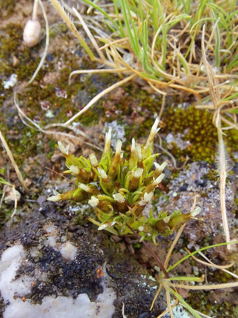 Rhodanthe pygmaea