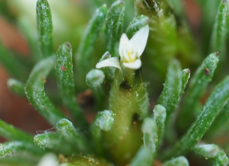 Rhodanthe pygmaea photo 2