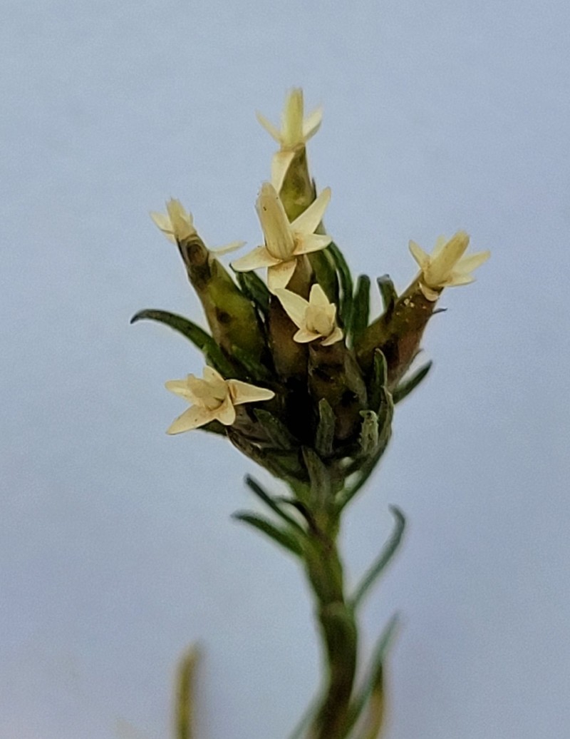Rhodanthe pygmaea photo 3